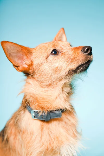 Studio portrait of little brown mixed bred dog with dark brown eyes isolated on light blue background — Stock Photo, Image