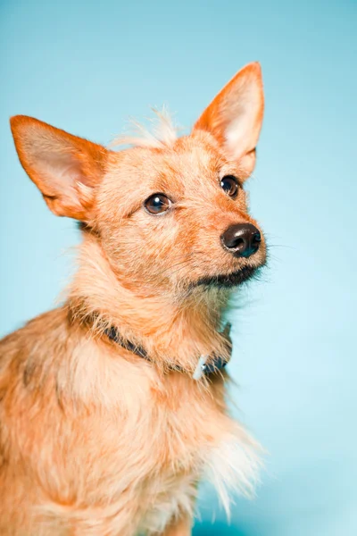 Portrait studio de petit chien brun métis aux yeux brun foncé isolé sur fond bleu clair — Photo