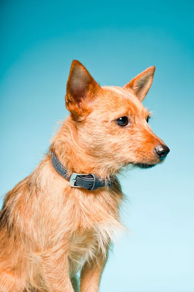 Retrato de estúdio de pequeno cão misto marrom com olhos castanhos escuros isolados no fundo azul claro — Fotografia de Stock