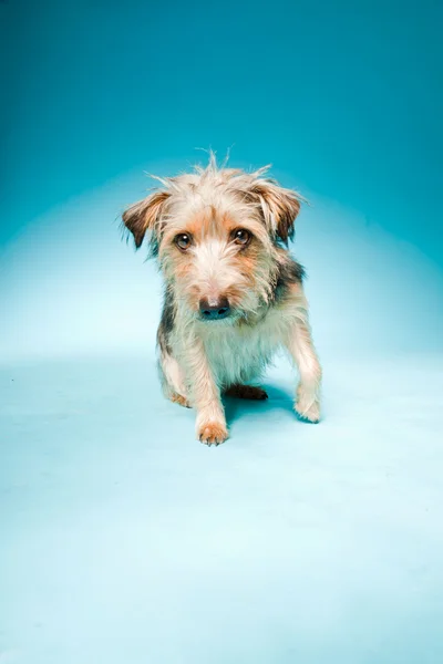 Studio porträtt av söta yorkshire terrier isolerad på ljusblå bakgrund — Stockfoto