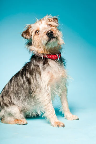 Studio ritratto di carino yorkshire terrier isolato su sfondo azzurro — Foto Stock