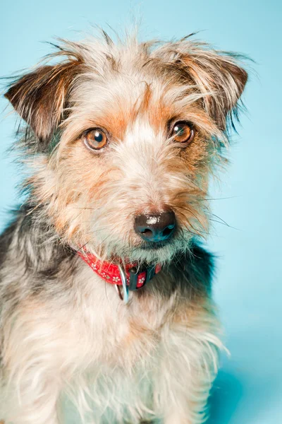 Studio portret van schattige yorkshire terrier geïsoleerd op lichte blauwe achtergrond — Stok fotoğraf