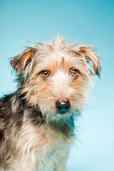 studio portret van schattige yorkshire terrier geïsoleerd op lichte blauwe achtergrond