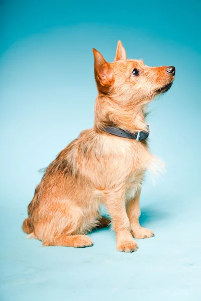 小布朗混合室画像犬与深褐色的眼睛被隔绝在淡蓝色背景 — 图库照片