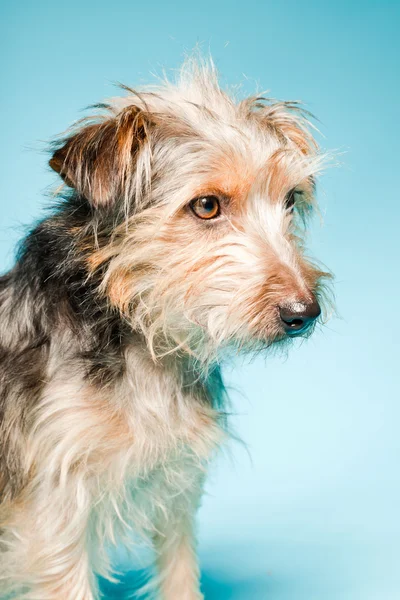 Retrato de estudio de yorkshire terrier lindo aislado sobre fondo azul claro — Foto de Stock