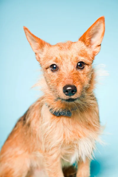 Студийный портрет маленькой коричневой смешанной собаки с темно-коричневыми глазами на светло-голубом фоне — стоковое фото