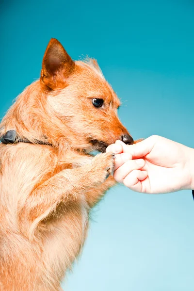 明るい青の背景に分離された茶色の瞳と小さな茶色の混合のスタジオ ポートレート繁殖犬 — ストック写真