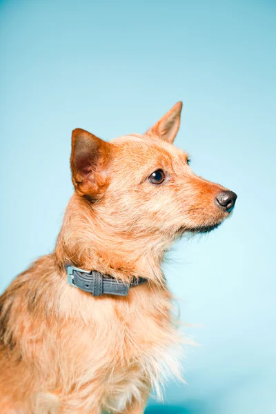 Stüdyo portre karma küçük kahverengi köpek açık mavi renkli izole koyu kahverengi gözleri ile yetiştirilmiş. — Stok fotoğraf