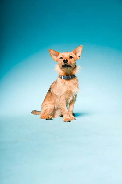 Studio portrait of little brown mixed bred dog with dark brown eyes isolated on light blue background — Stock Photo, Image