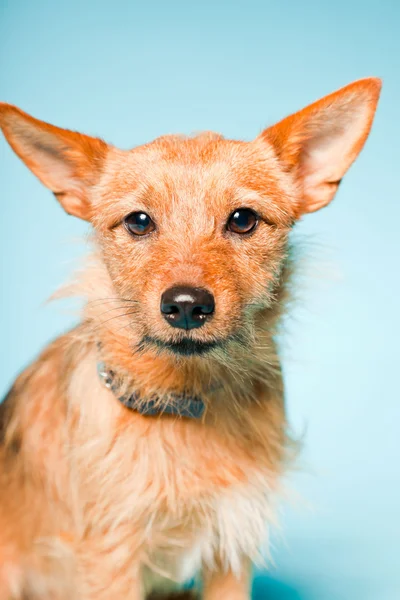 明るい青の背景に分離された茶色の瞳と小さな茶色の混合のスタジオ ポートレート繁殖犬 — ストック写真