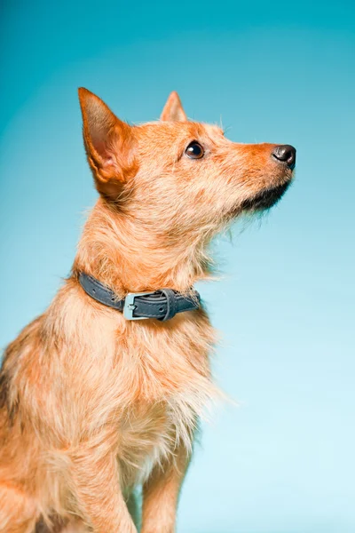 Studioportrett av liten brun avlet hund med mørkebrune øyne isolert på lyseblå bakgrunn – stockfoto