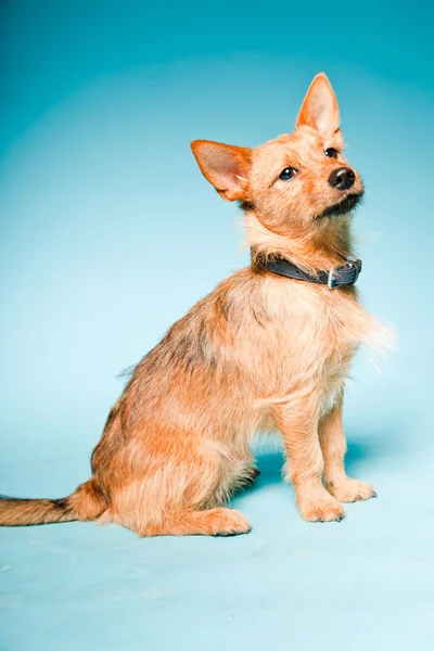 Retrato de estudio de un perrito mestizo marrón con ojos marrones oscuros aislados sobre fondo azul claro —  Fotos de Stock