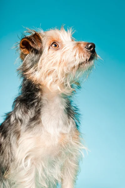 Studioporträt des niedlichen yorkshire terrier isoliert auf hellblauem Hintergrund — Stockfoto