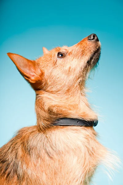 Retrato de estudio de un perrito mestizo marrón con ojos marrones oscuros aislados sobre fondo azul claro —  Fotos de Stock