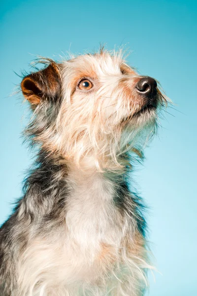 Stúdió portré aranyos yorkshire terrier elszigetelt a fény kék háttér — Stock Fotó