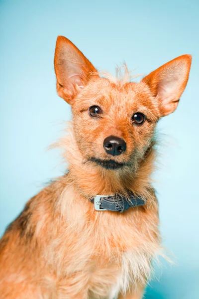 Portrait studio de petit chien brun métis aux yeux brun foncé isolé sur fond bleu clair — Photo