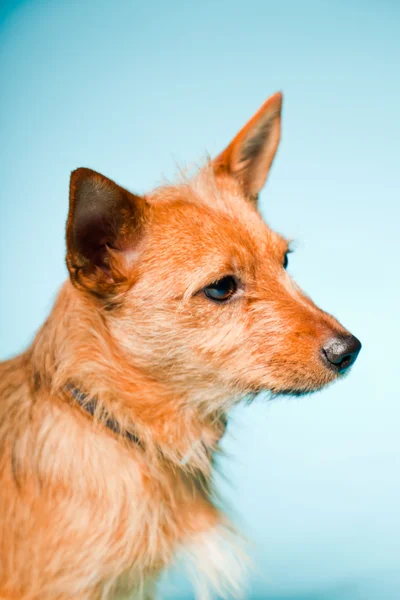 Студійний портрет маленької коричневої змішаної собаки з темно-коричневими очима ізольовані на світло-блакитному фоні — стокове фото