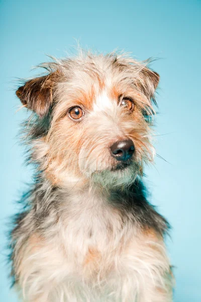 Retrato de estudio de yorkshire terrier lindo aislado sobre fondo azul claro —  Fotos de Stock