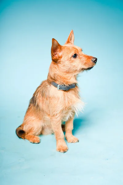Stúdió portré kis barna kevert tenyésztett kutya a elszigetelt világoskék háttér előtt, sötét barna szeme — Stock Fotó