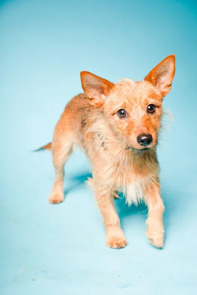 Студийный портрет маленькой коричневой смешанной собаки с темно-коричневыми глазами на светло-голубом фоне — стоковое фото