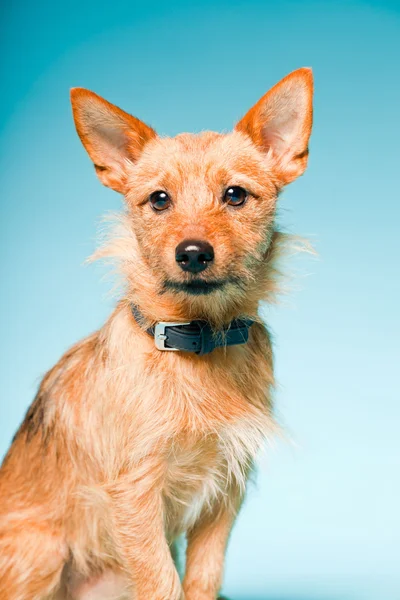 Portret mały brązowy zmieszany hodowane pies z ciemnobrązowe oczy na światło niebieskie tło — Zdjęcie stockowe