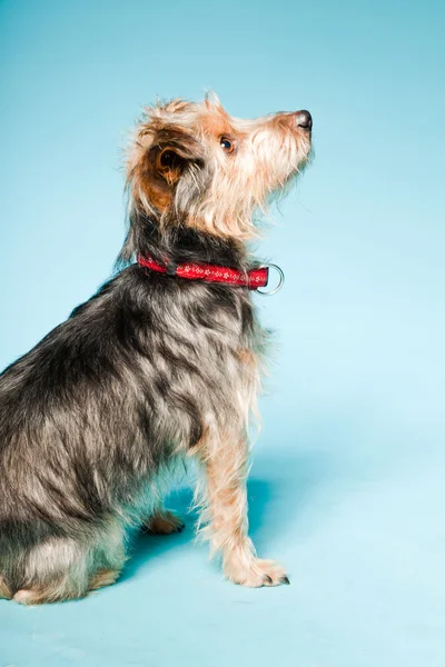 Studioporträt des niedlichen yorkshire terrier isoliert auf hellblauem Hintergrund — Stockfoto