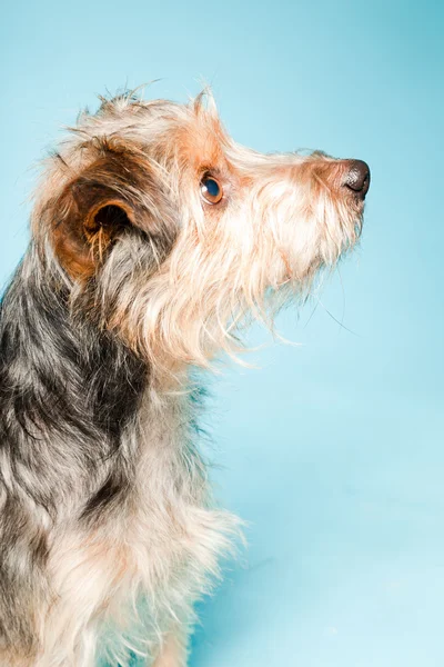 Studio portret van schattige yorkshire terrier geïsoleerd op lichte blauwe achtergrond — Stockfoto