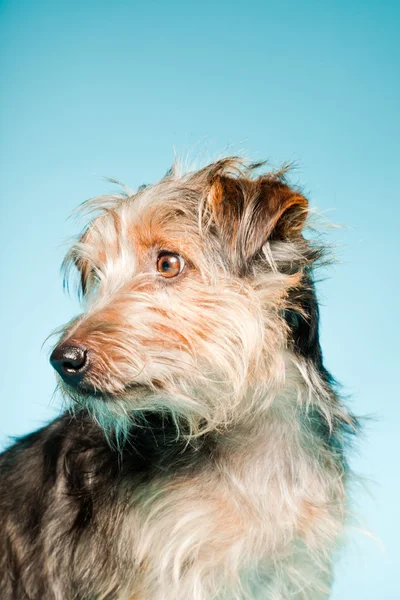 Studio portret van schattige yorkshire terrier geïsoleerd op lichte blauwe achtergrond — Stockfoto