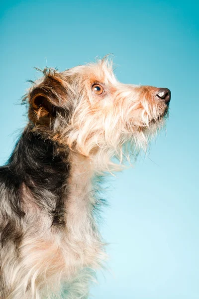 Studio porträtt av söta yorkshire terrier isolerad på ljusblå bakgrund — Stockfoto