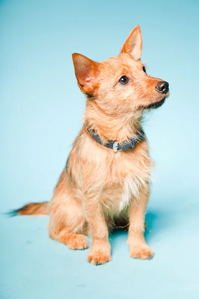 Studio portret van weinig brown gemengd gefokt hond met donkere bruine ogen geïsoleerd op lichte blauwe achtergrond — Stockfoto
