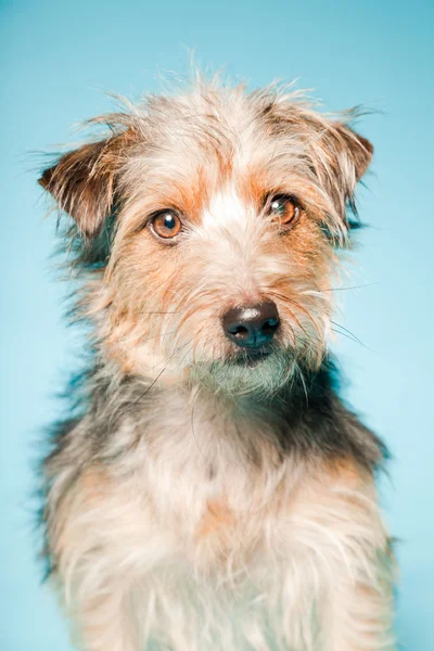 Retrato de estudio de yorkshire terrier lindo aislado sobre fondo azul claro — Foto de Stock