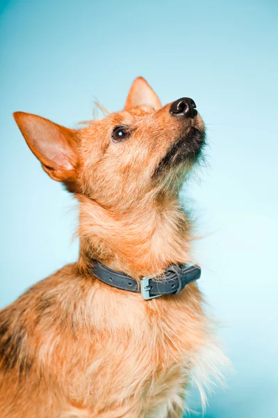 Retrato de estúdio de pequeno cão misto marrom com olhos castanhos escuros isolados no fundo azul claro — Fotografia de Stock