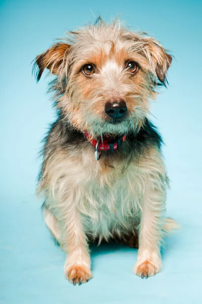 Studio portrait of cute yorkshire terrier isolated on light blue background — Stock Photo, Image