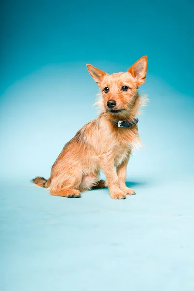 Studio ritratto di piccolo cane di razza mista marrone scuro con occhi marroni isolati su sfondo azzurro — Foto Stock