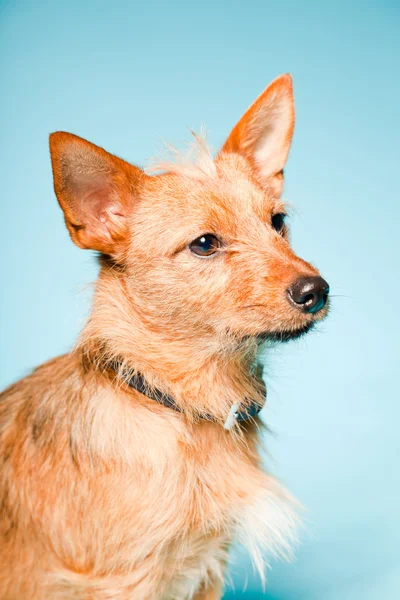 Stúdió portré kis barna kevert tenyésztett kutya a elszigetelt világoskék háttér előtt, sötét barna szeme — Stock Fotó
