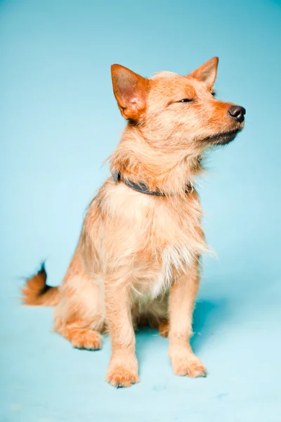 Portret mały brązowy zmieszany hodowane pies z ciemnobrązowe oczy na światło niebieskie tło — Zdjęcie stockowe