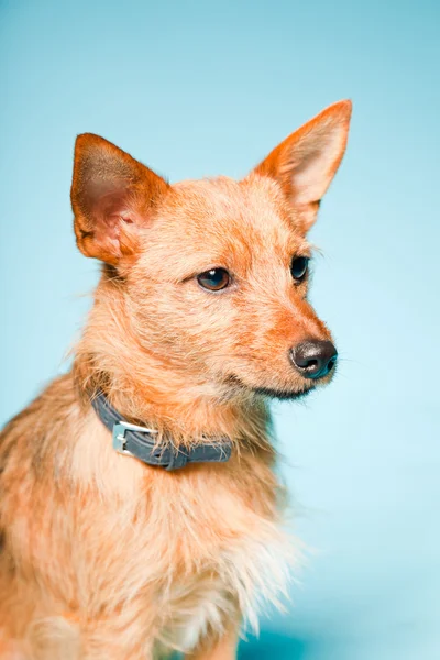 Studio porträtt av lilla brun blandat uppfödda hund med mörka bruna ögon isolerad på ljusblå bakgrund — Stockfoto