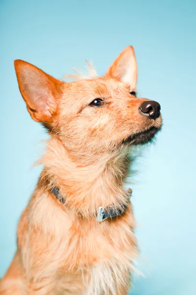 明るい青の背景に分離された茶色の瞳と小さな茶色の混合のスタジオ ポートレート繁殖犬 — ストック写真