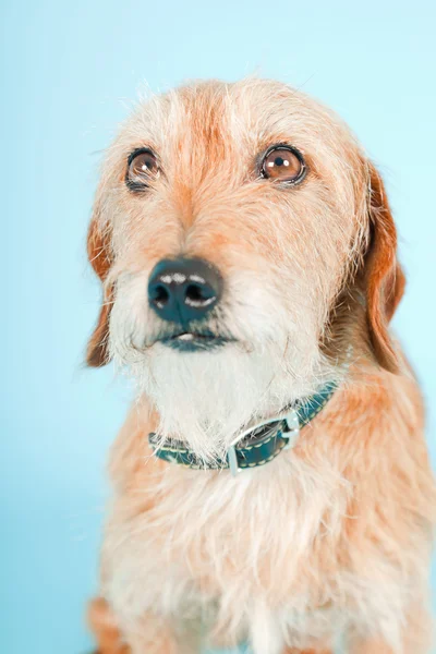 Pequeño perro de raza mixta marrón aislado sobre fondo azul claro. Captura de estudio . — Foto de Stock