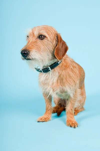 Mały brązowy mieszany rasa psa na białym tle na światło niebieskie tło. łapka. — Zdjęcie stockowe