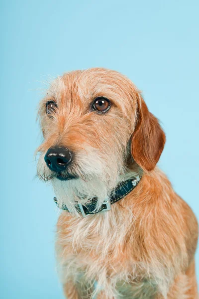 Liten brun blandras hund isolerad på ljusblå bakgrund. Studio skott. — Stockfoto