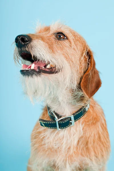 Pequeño perro de raza mixta marrón aislado sobre fondo azul claro. Captura de estudio . —  Fotos de Stock