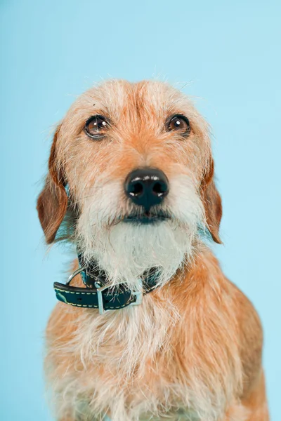 Kis barna kevert tenyészt kutya elszigetelt világoskék háttér. stúdió felvétel. — Stock Fotó