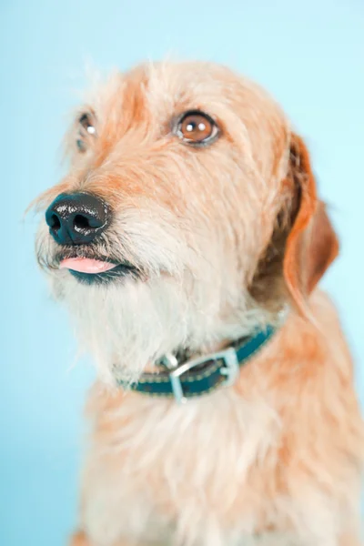 Little brown mixed breed dog isolated on light blue background. Studio shot. — Stock Photo, Image