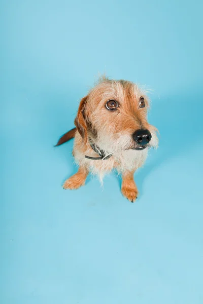 हलके निळे पार्श्वभूमीवर वेगळे थोडे तपकिरी मिश्रित जातीचे कुत्रा. स्टुडिओ शॉट . — स्टॉक फोटो, इमेज