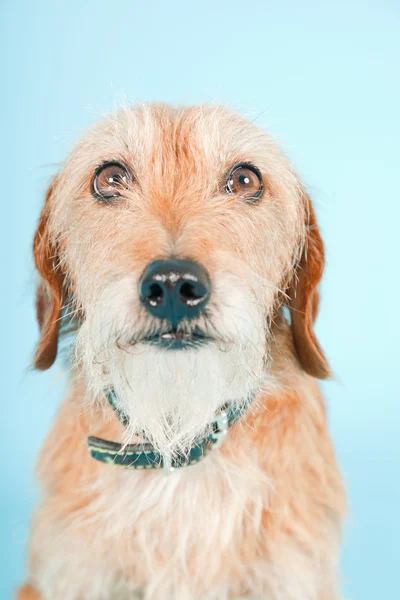 Маленькая коричневая смешанная порода собаки изолированы на светло-голубом фоне. Снимок студии . — стоковое фото