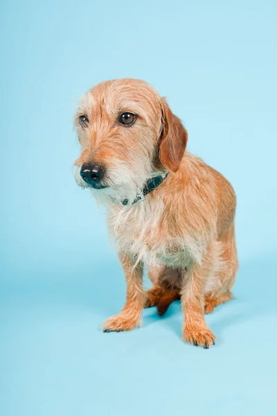 狗被隔绝在淡蓝色背景的小棕混的种犬。工作室拍摄. — 图库照片