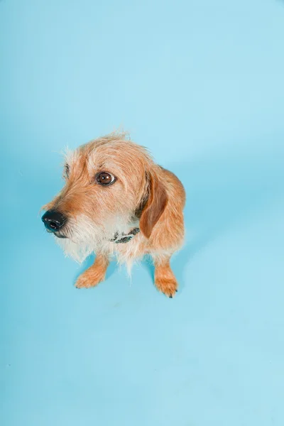 Câine mic de rasă mixtă maro izolat pe fundal albastru deschis. Studio shot . — Fotografie, imagine de stoc