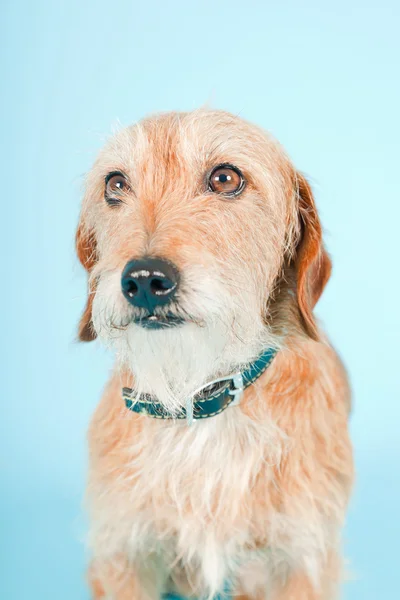 Kleiner brauner Mischlingshund isoliert auf hellblauem Hintergrund. Studioaufnahme. — Stockfoto