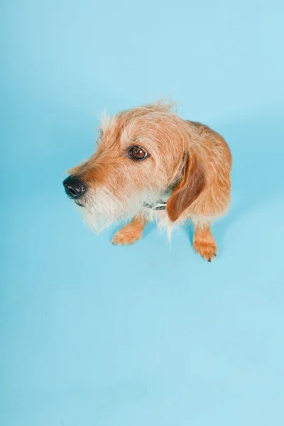Μικρό καφέ μικτή φυλή σκυλιών απομονώνονται σε γαλάζιο φόντο. Studio που γυρίστηκε. — Φωτογραφία Αρχείου